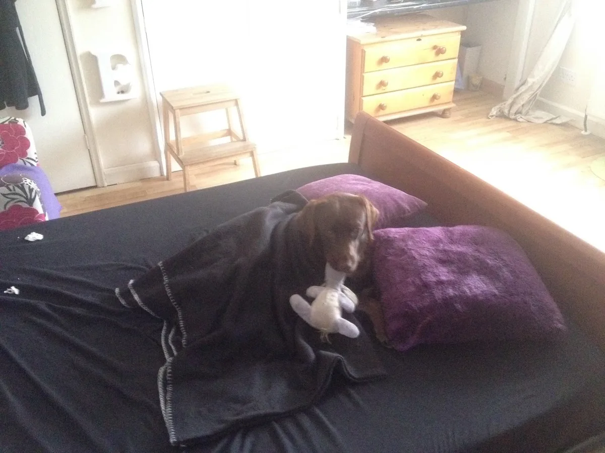 Duchess, photo 3