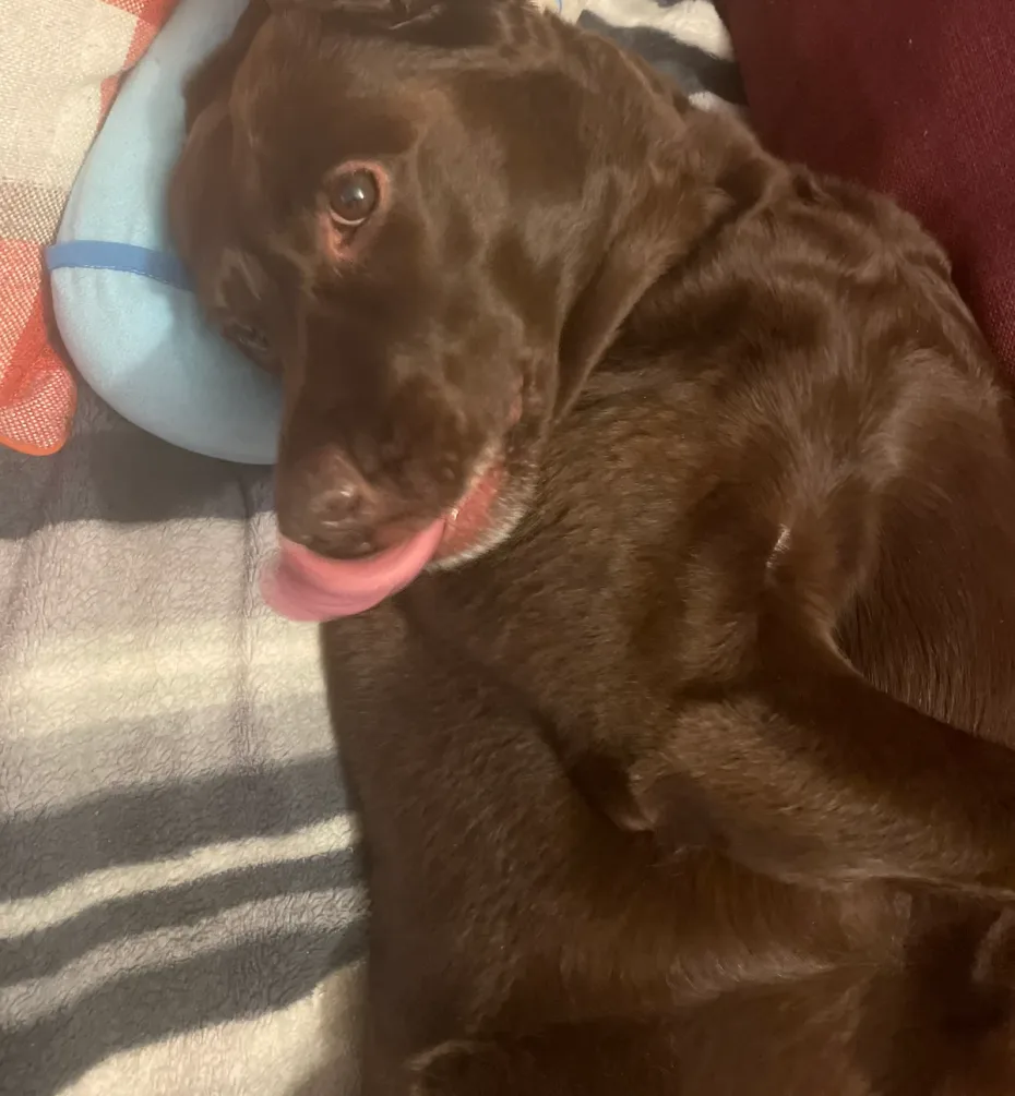 Portrait of Duchess