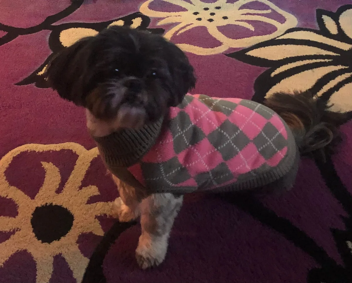 Pickles, photo 4