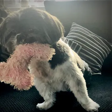 Photo of Pickles