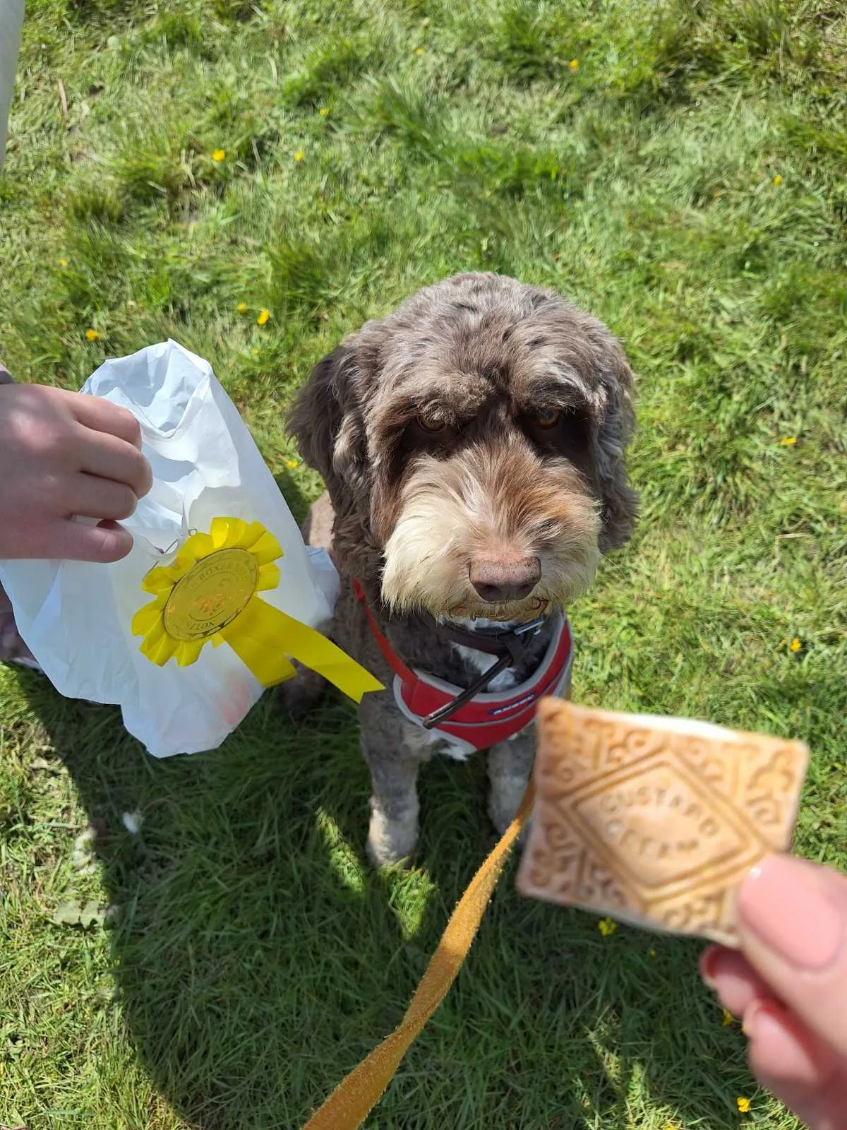 Fudge, photo 4