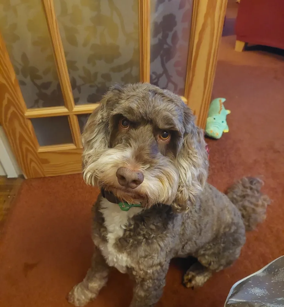 Portrait of Fudge