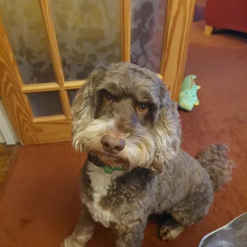 Photo of Fudge