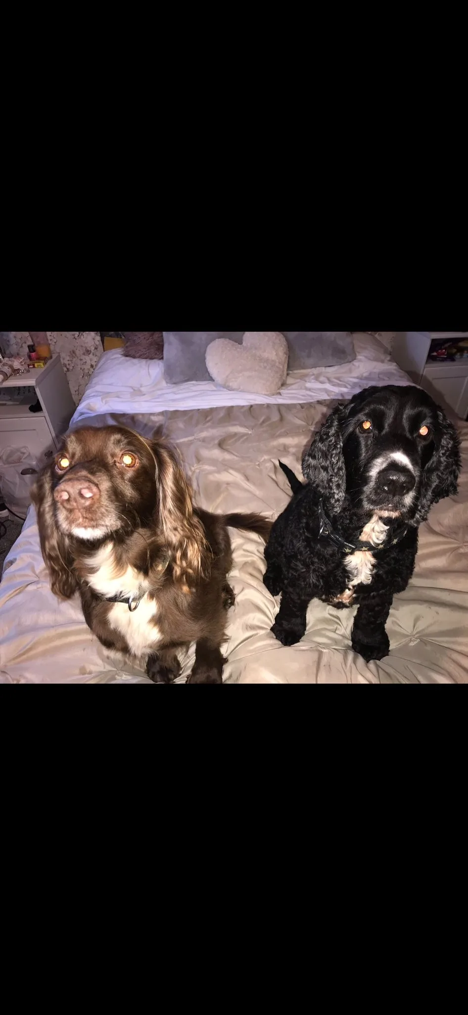 Alfie, photo 2