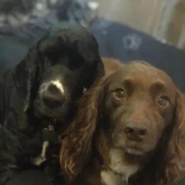 Photo of Alfie