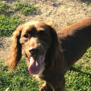 Photo of Ollie