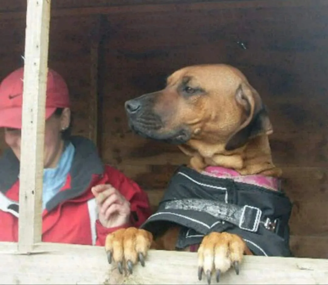 Ruby, photo 4