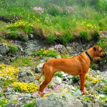 Photo of Ruby