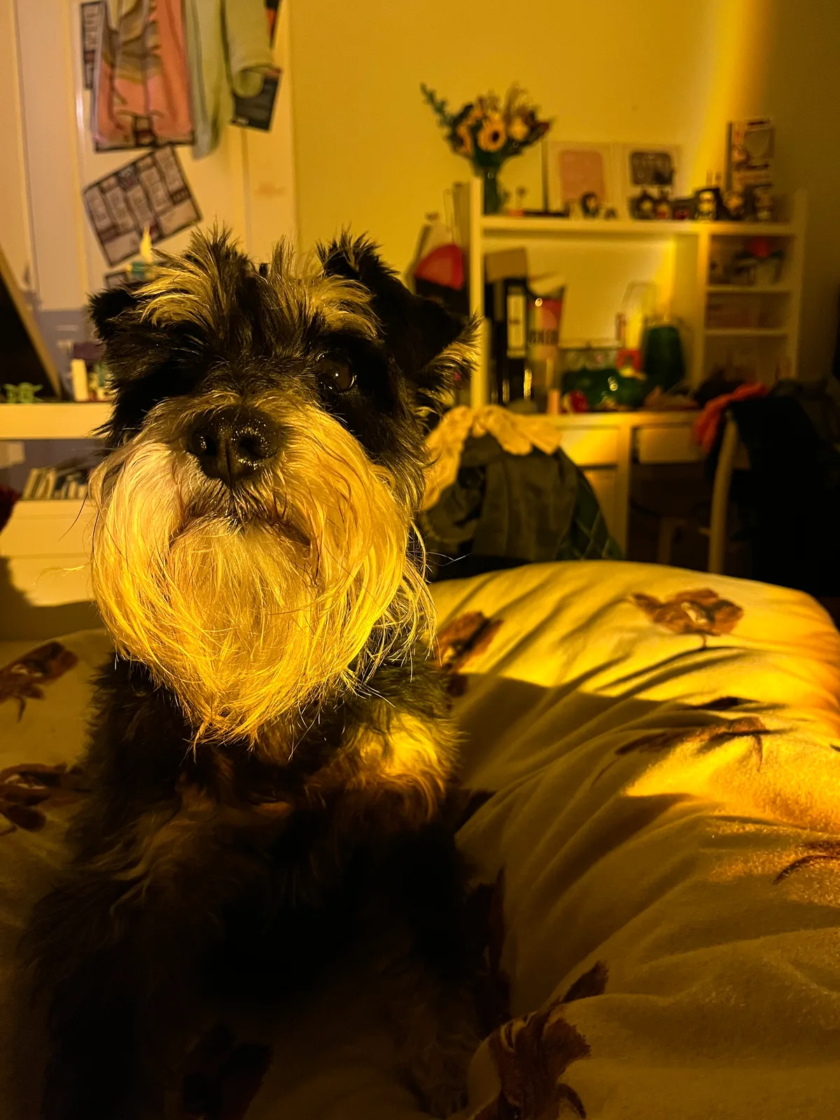 Rusty, photo 3