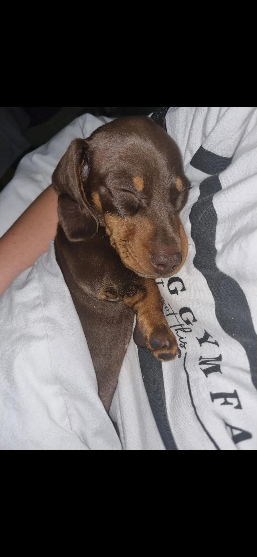 Kobi, photo 2