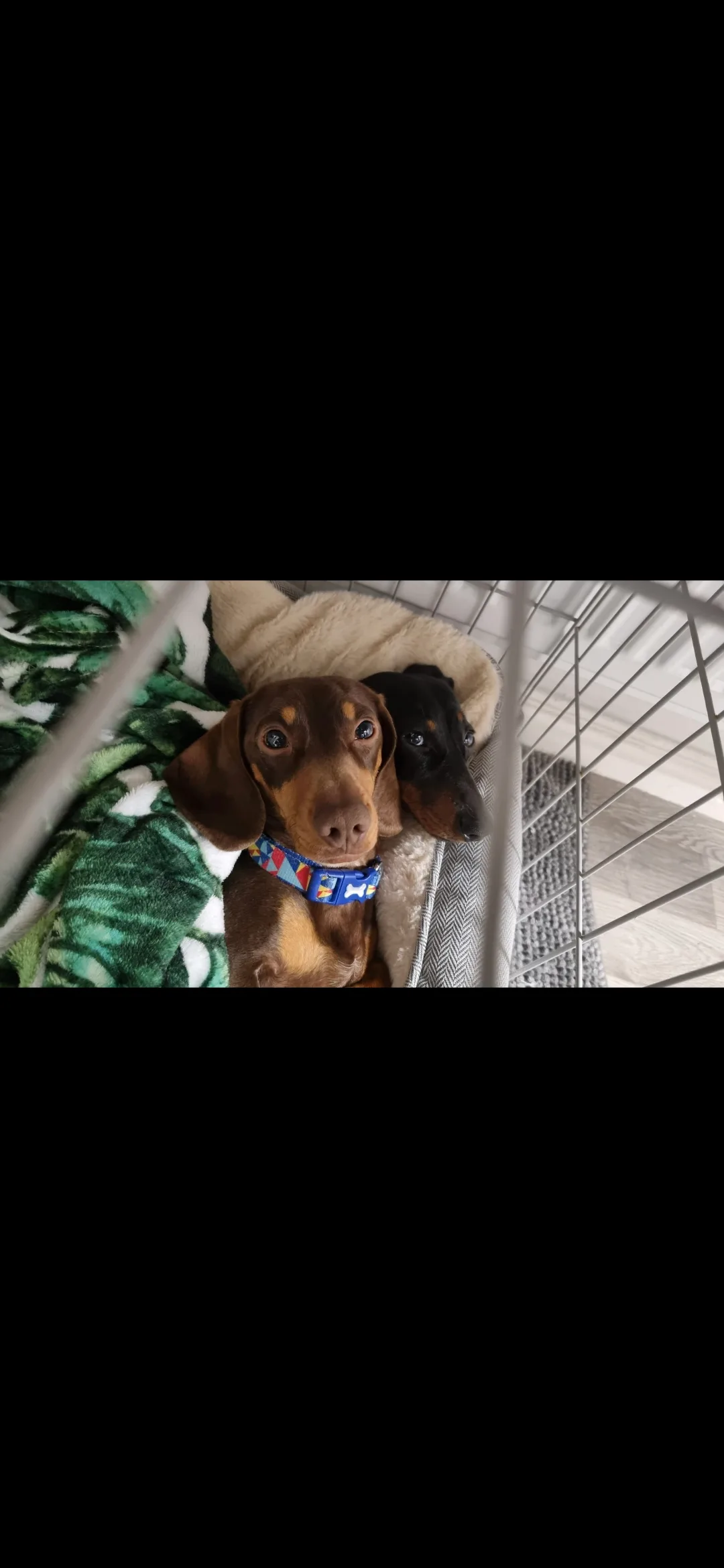 Kobi, photo 3