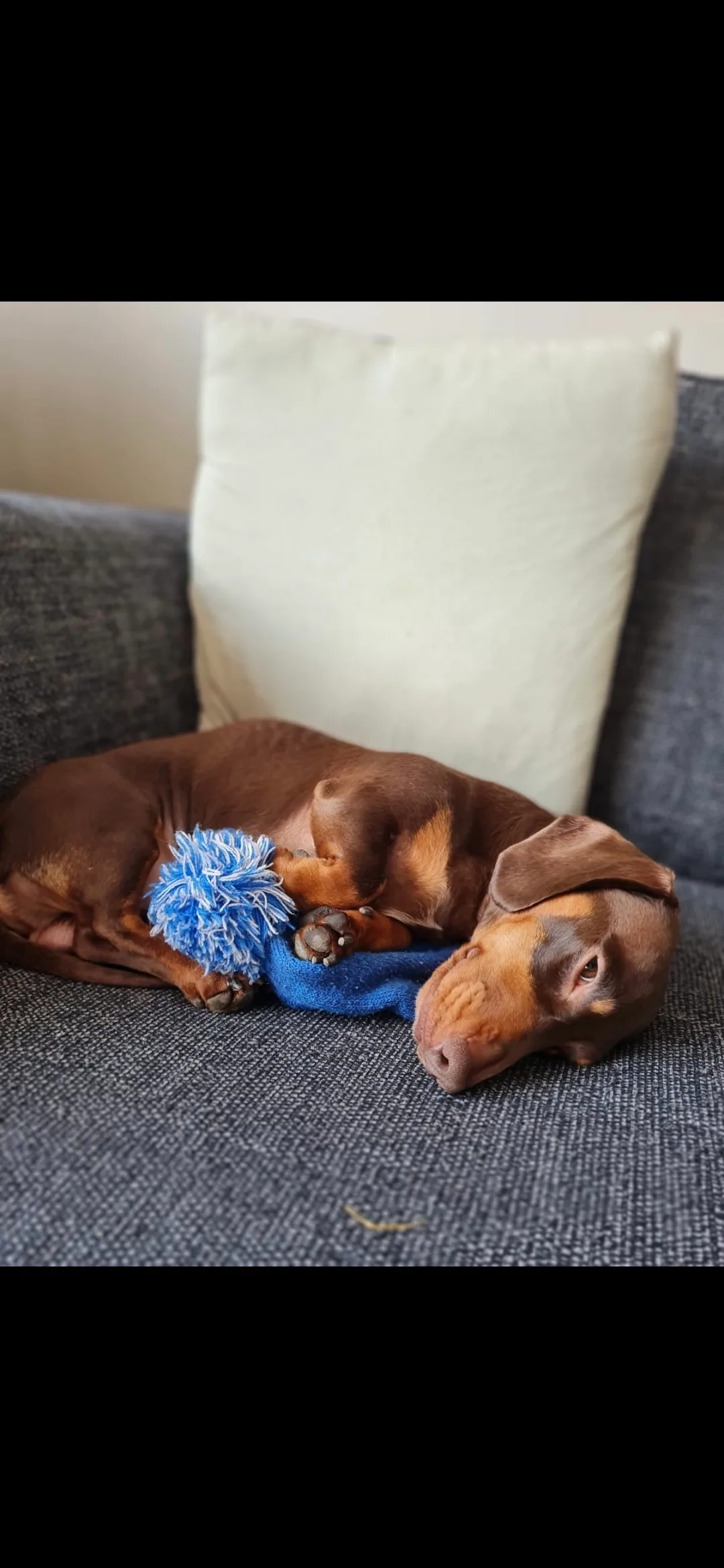 Kobi, photo 4