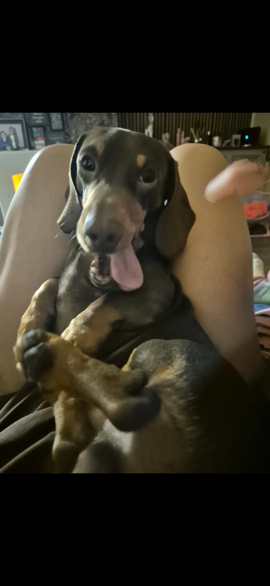 Kobi, photo 5