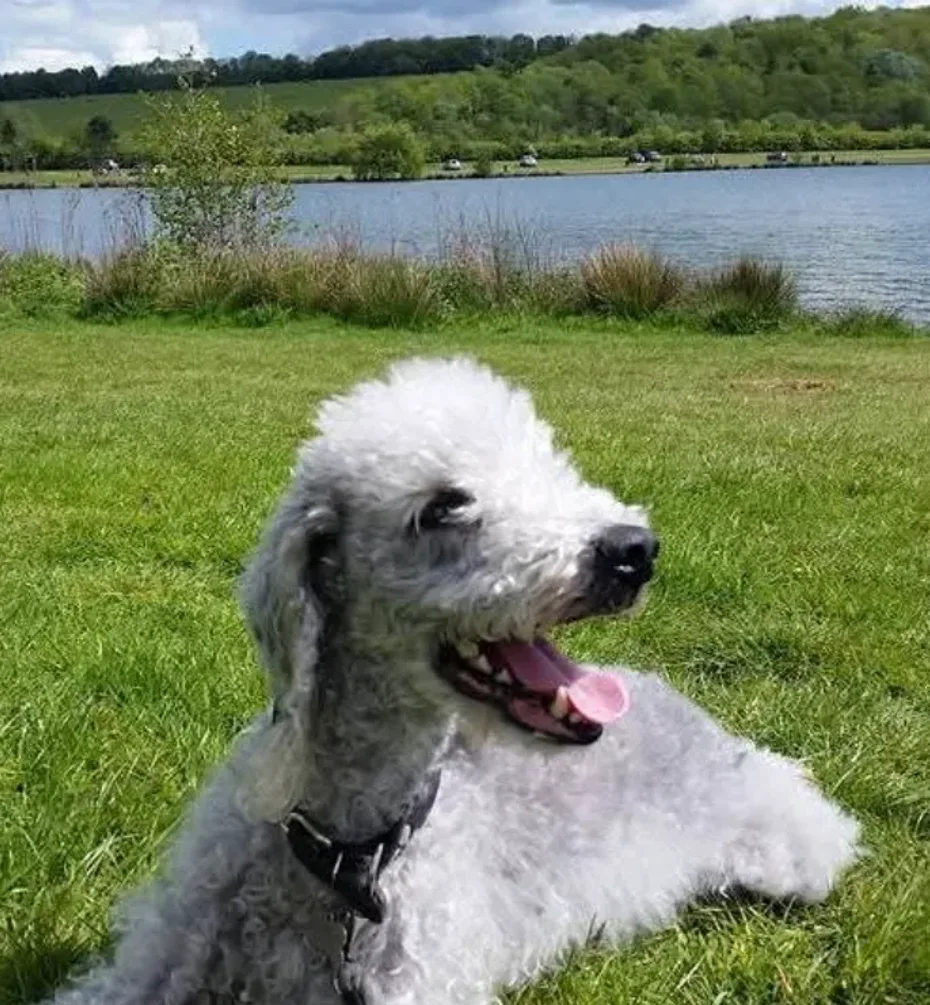 Portrait of Cedric