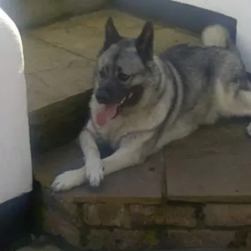 Photo of Lady