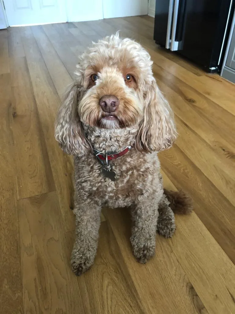 Ruby, photo 2