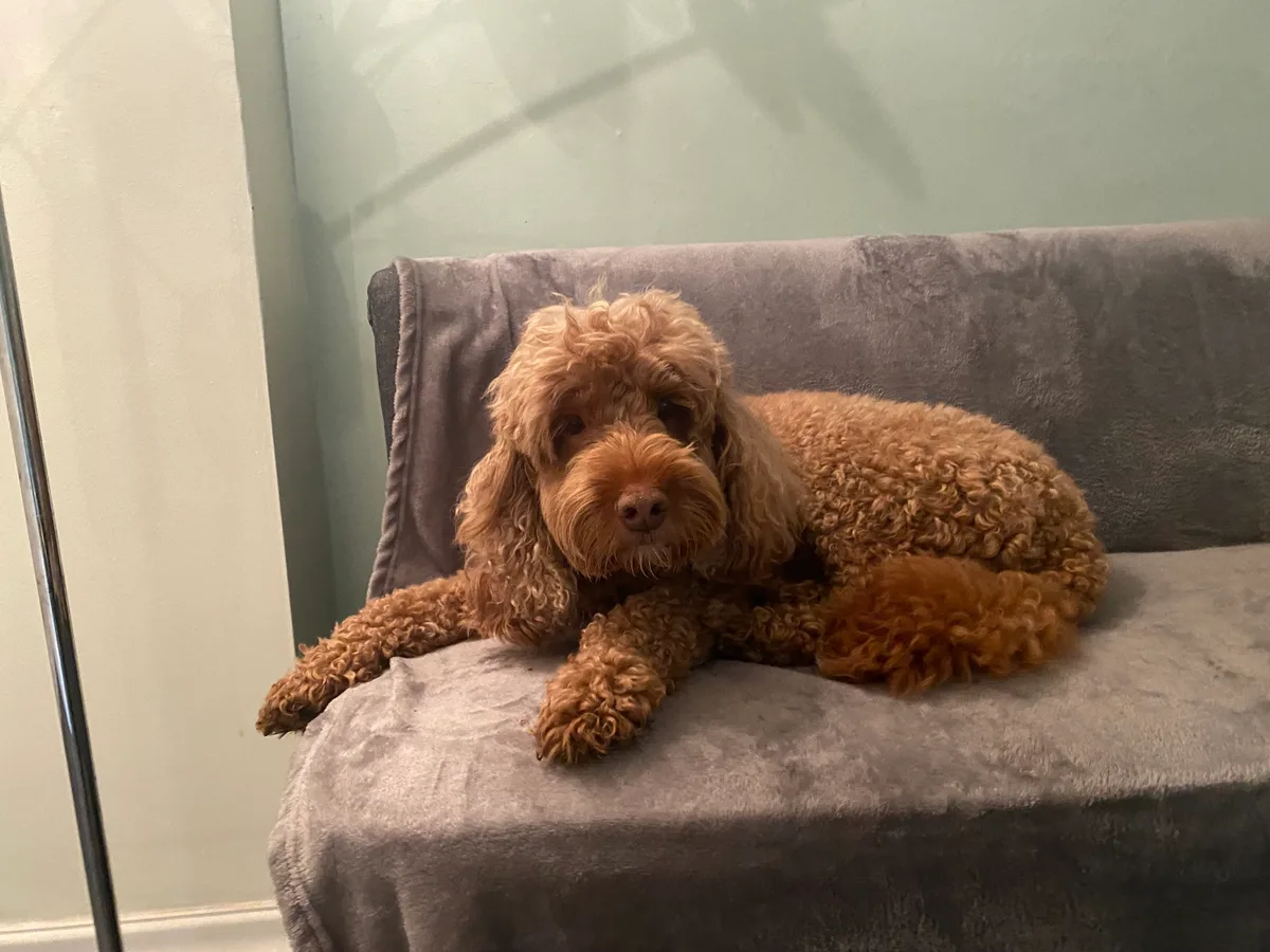 Ruby, photo 4