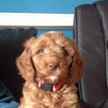Photo of Ruby