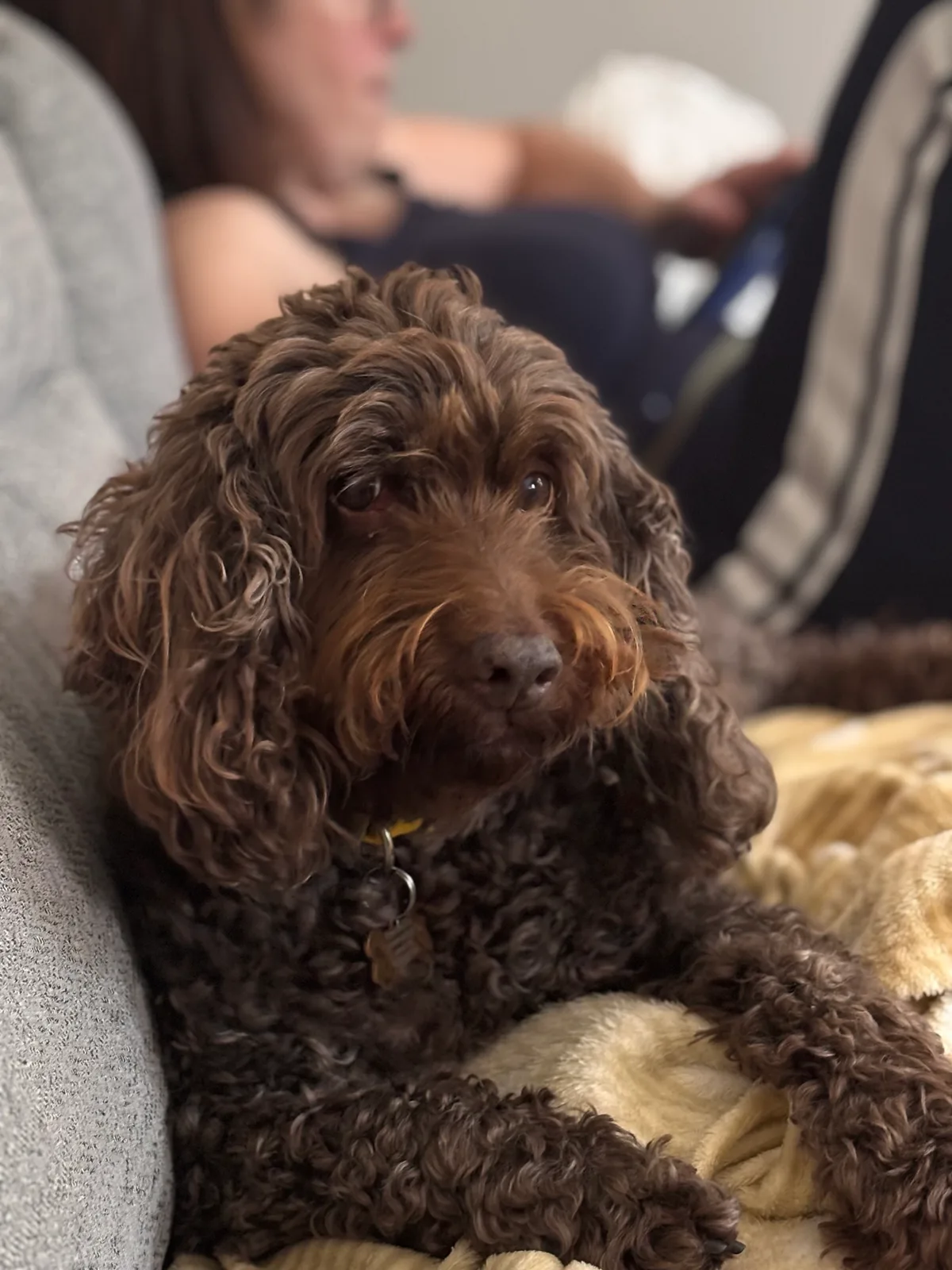 Cookie, photo 3