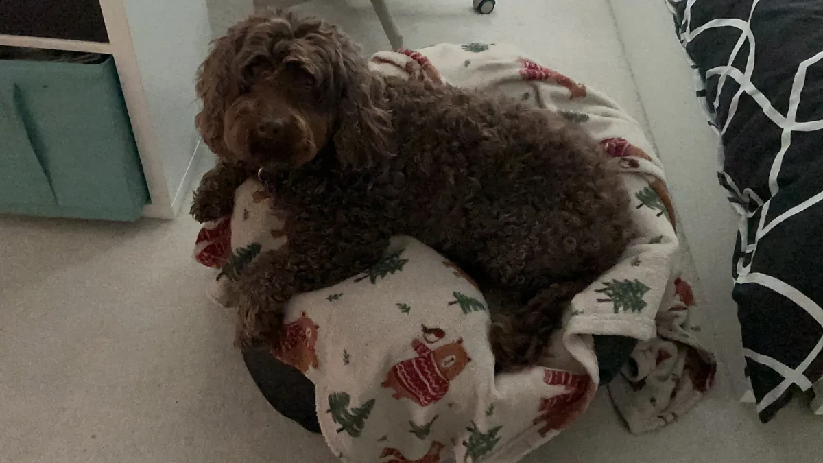 Cookie, photo 4