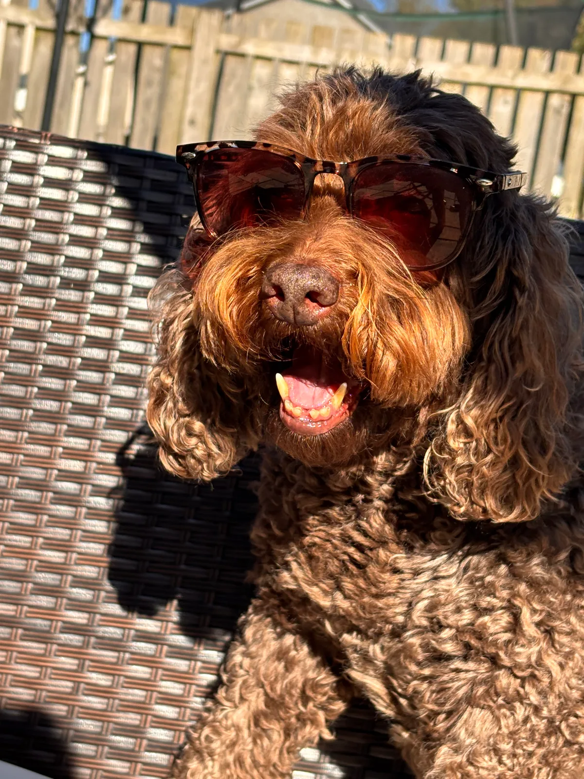 Cookie, photo 5
