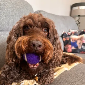 Photo of Cookie