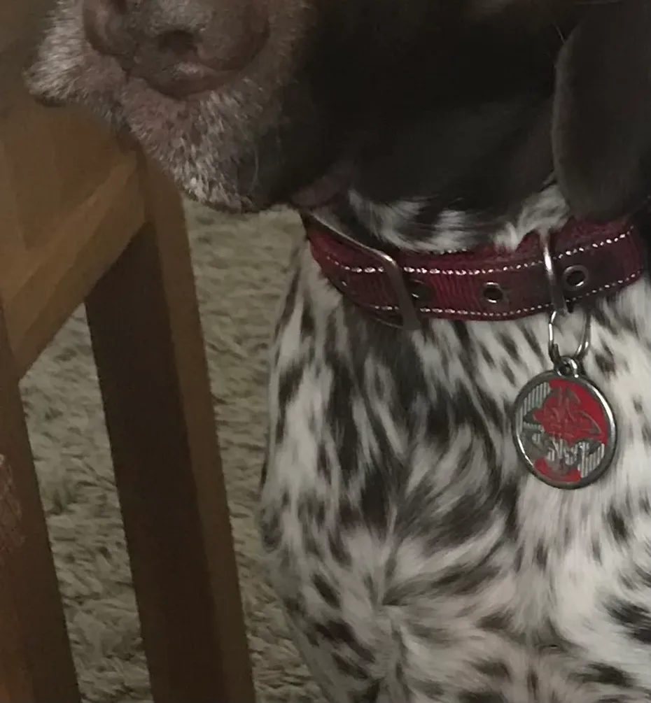 Portrait of Chester