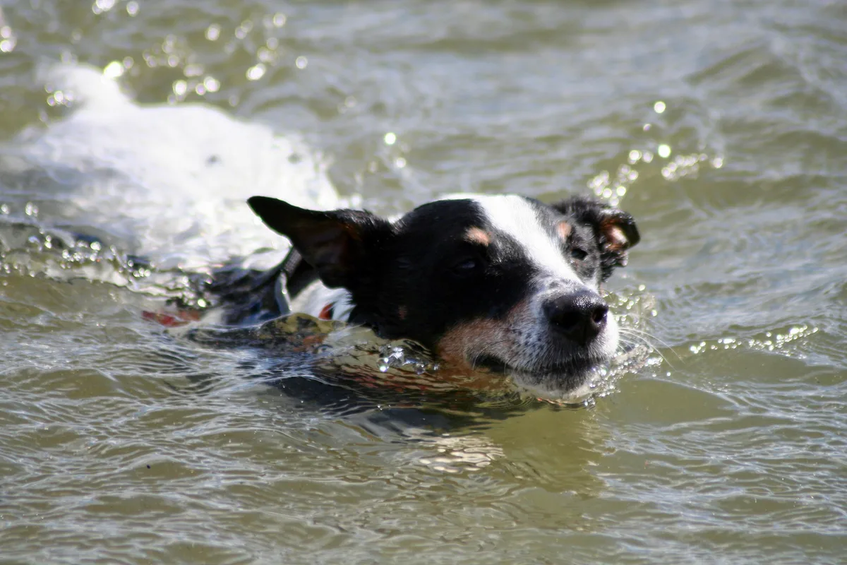 Eddie, photo 2