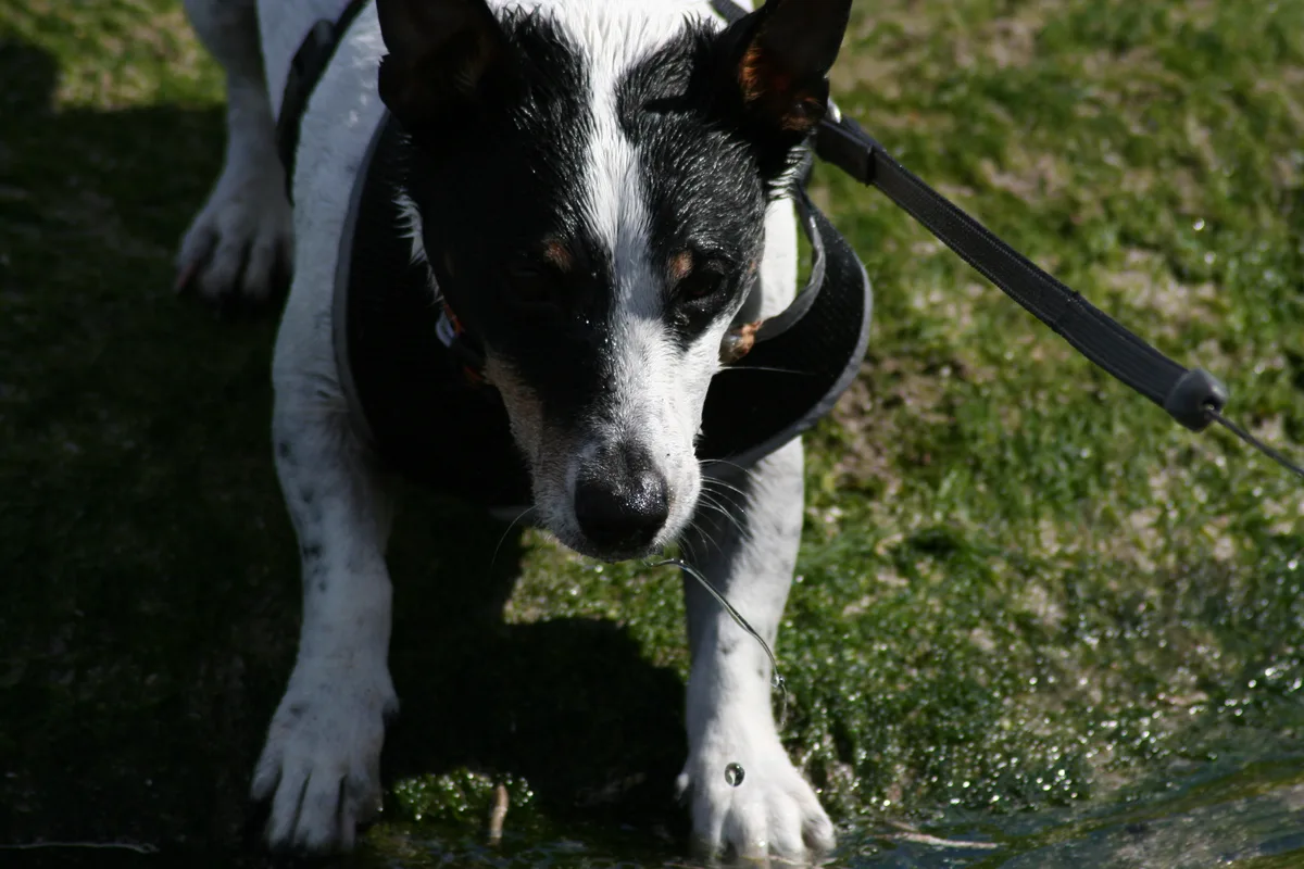 Eddie, photo 3
