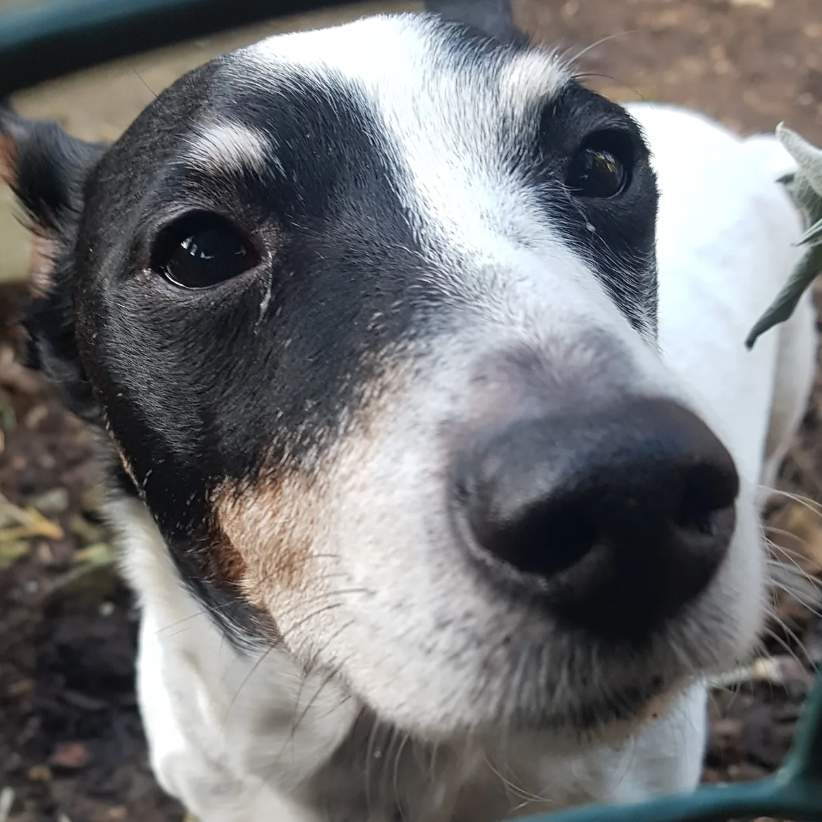 Eddie, photo 5
