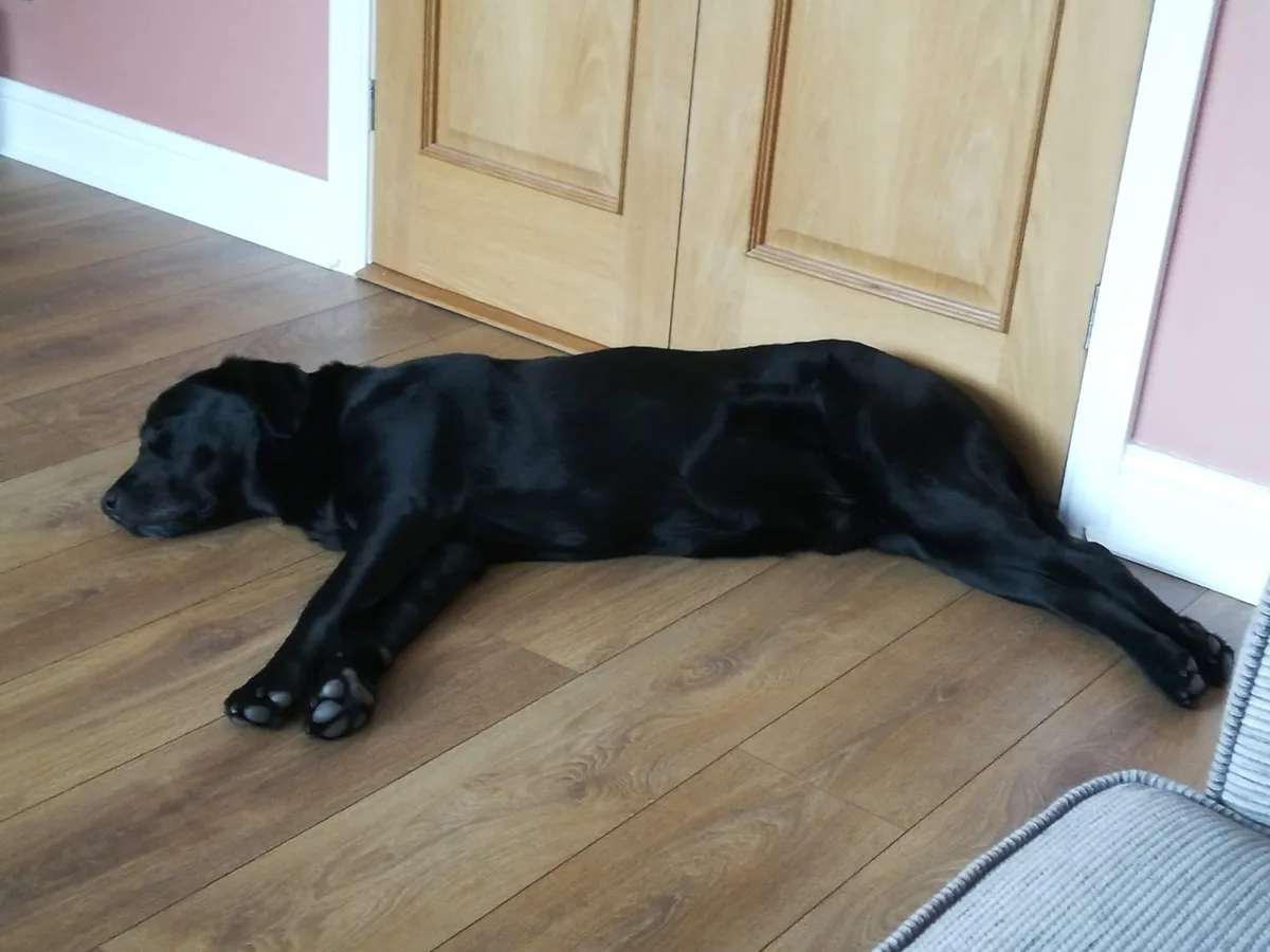 Oscar, photo 2