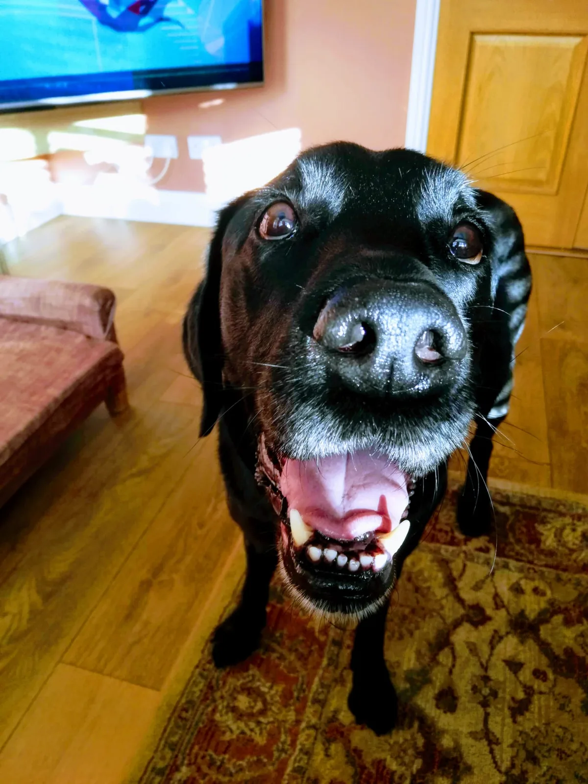 Oscar, photo 4