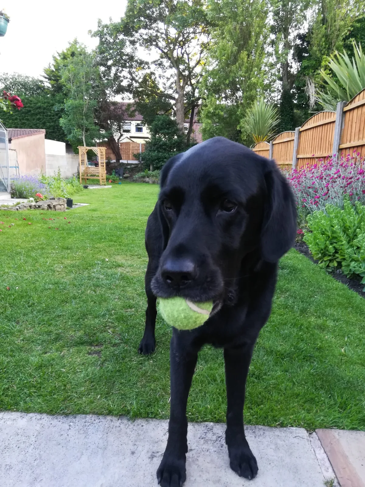 Oscar, photo 5