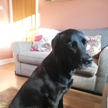 Photo of Oscar