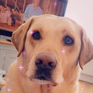 Photo of Lola