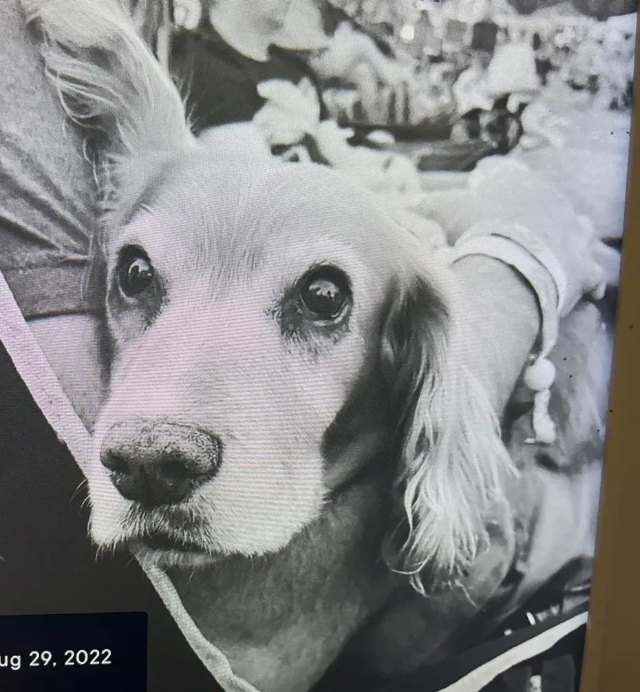 Portrait of Honey