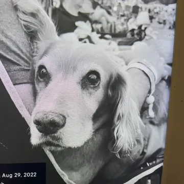 Photo of Honey