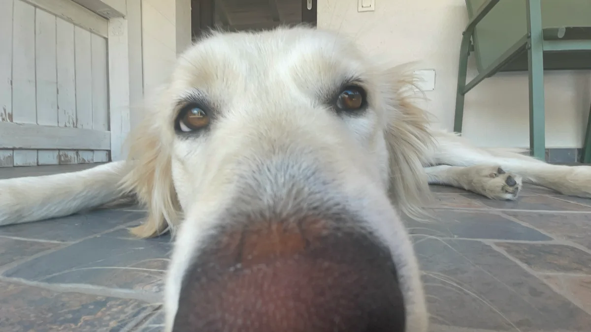 Bella, photo 2
