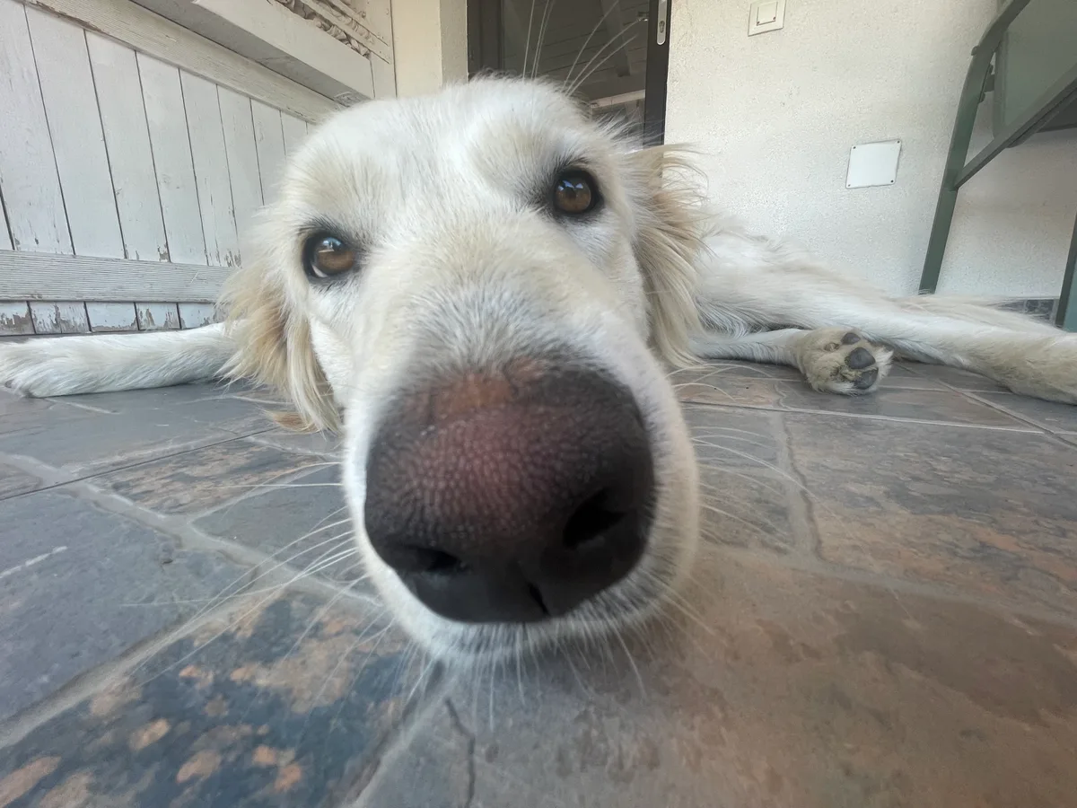Bella, photo 3