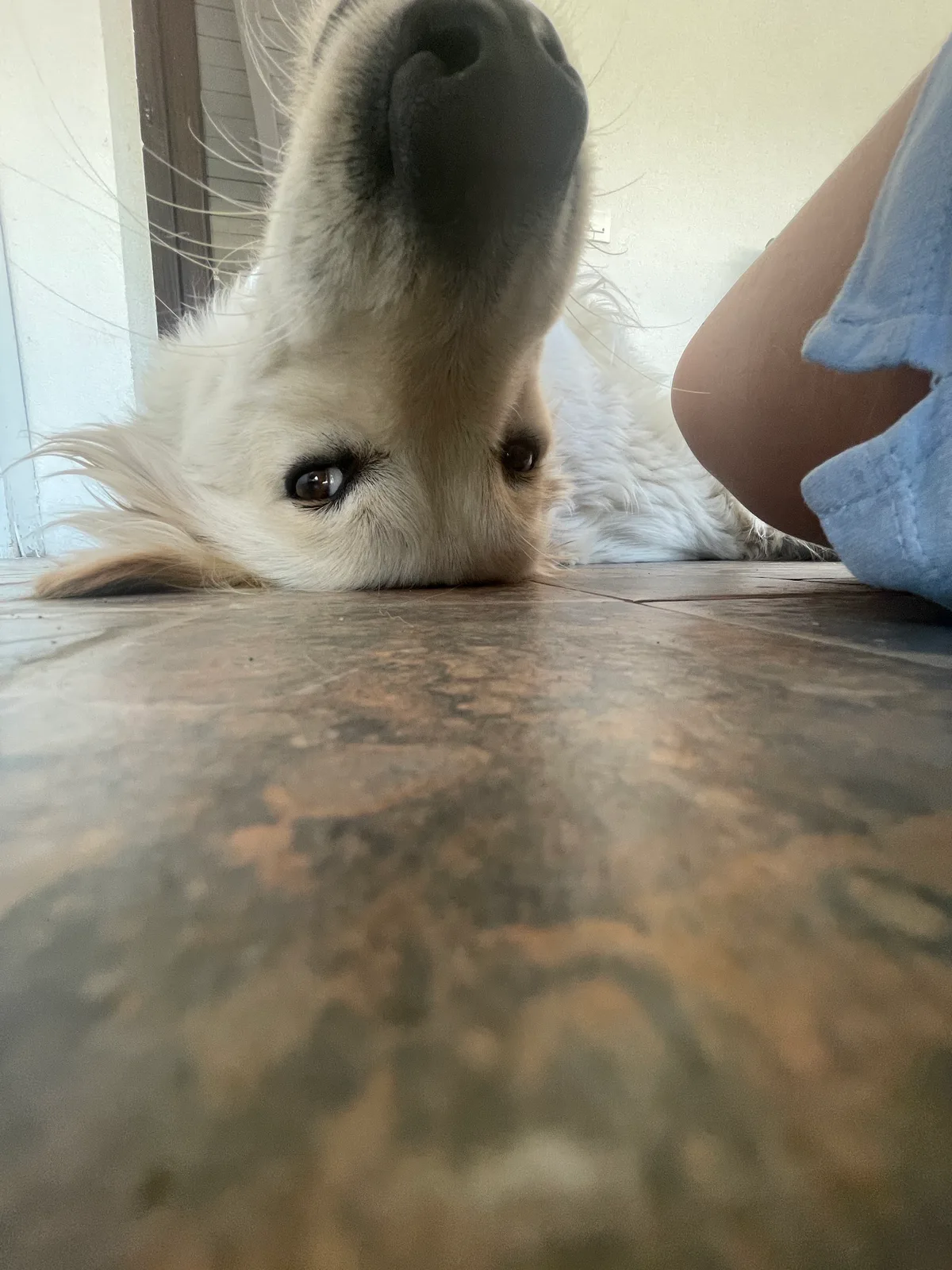 Bella, photo 5