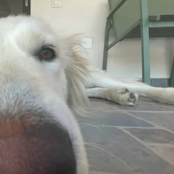 Photo of Bella