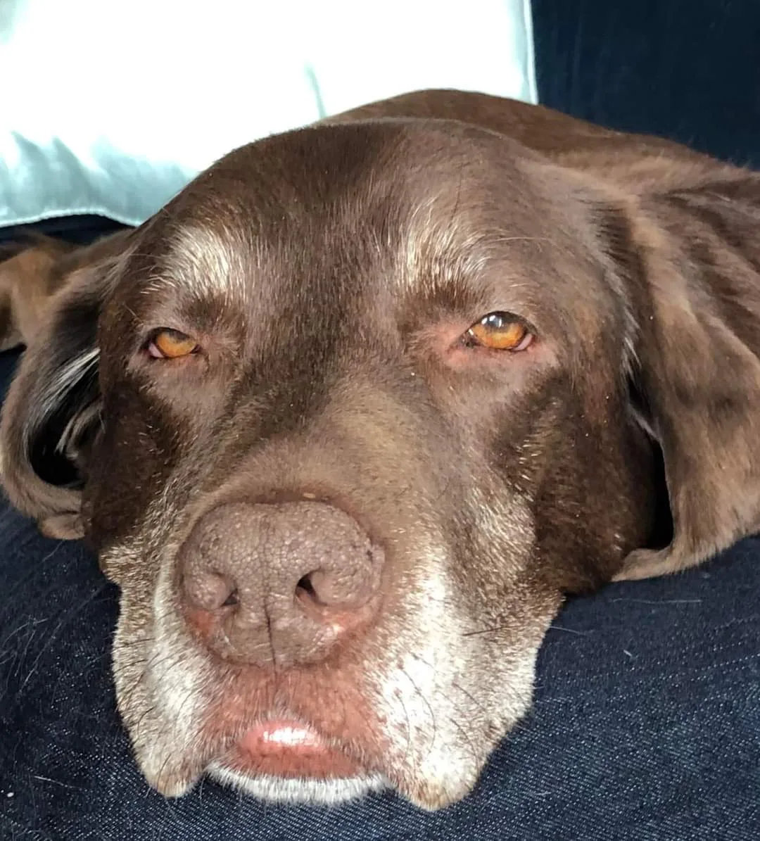 Oscar, photo 2