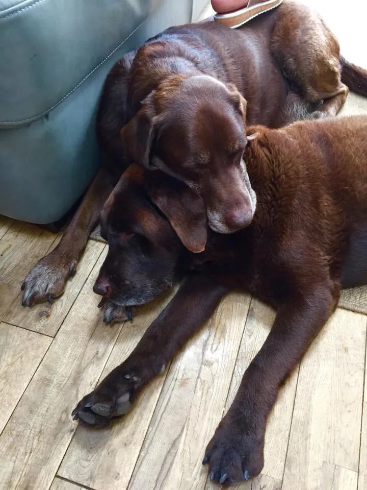 Oscar, photo 3