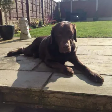 Photo of Oscar
