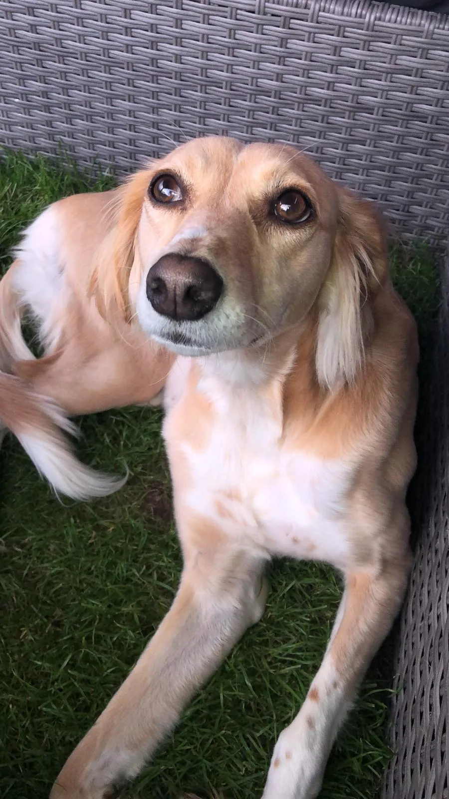 Lola, photo 2