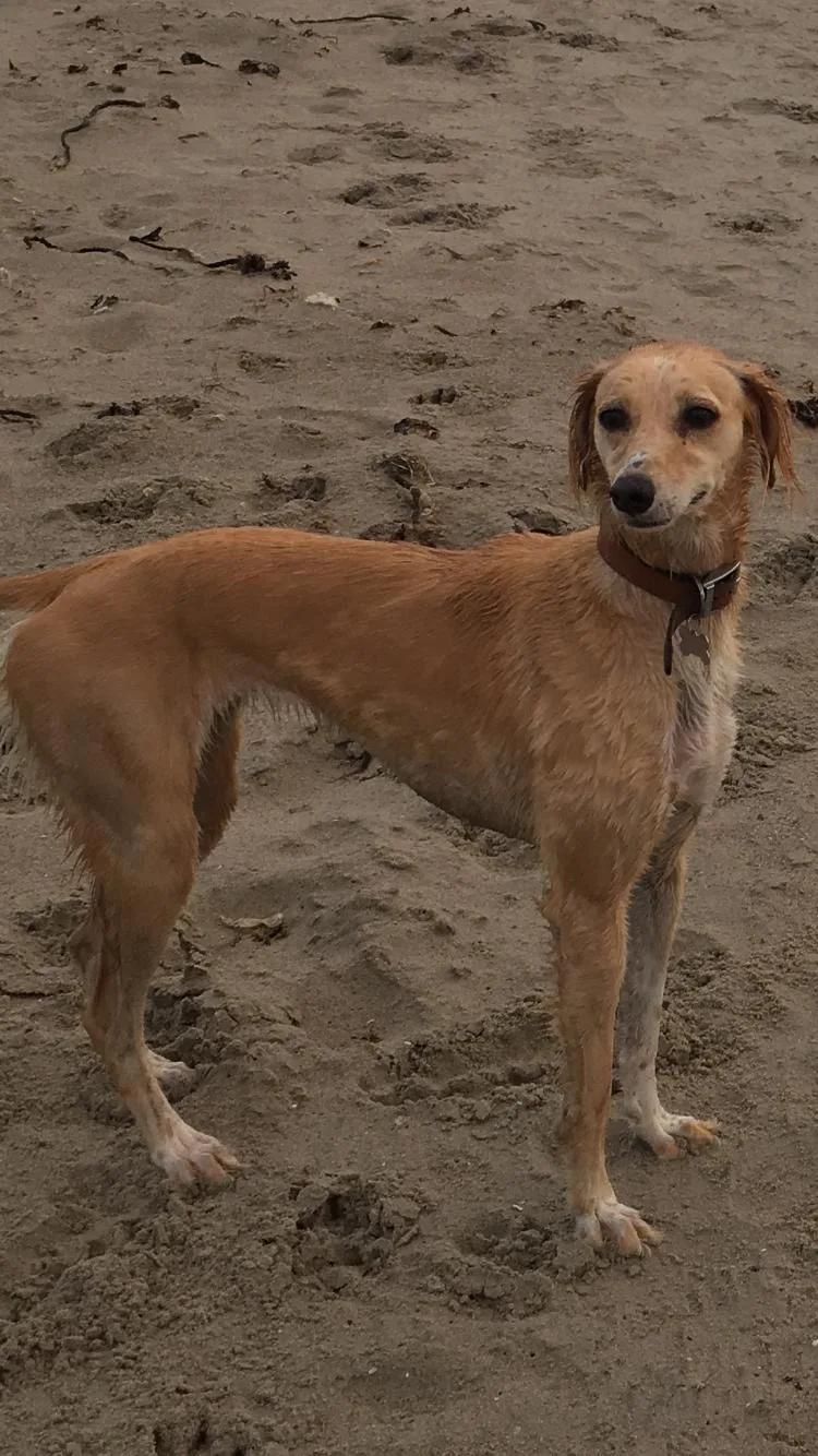 Lola, photo 3
