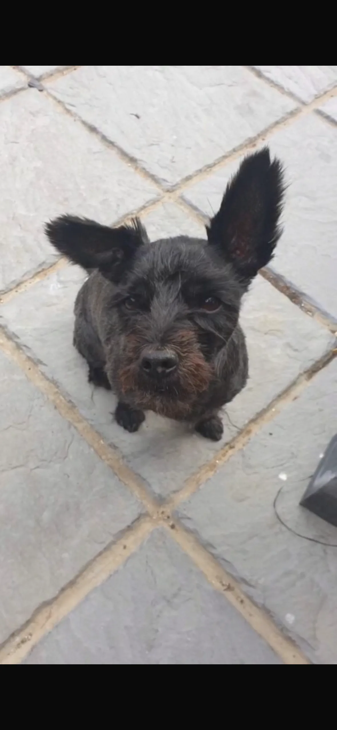 Muttley, photo 2