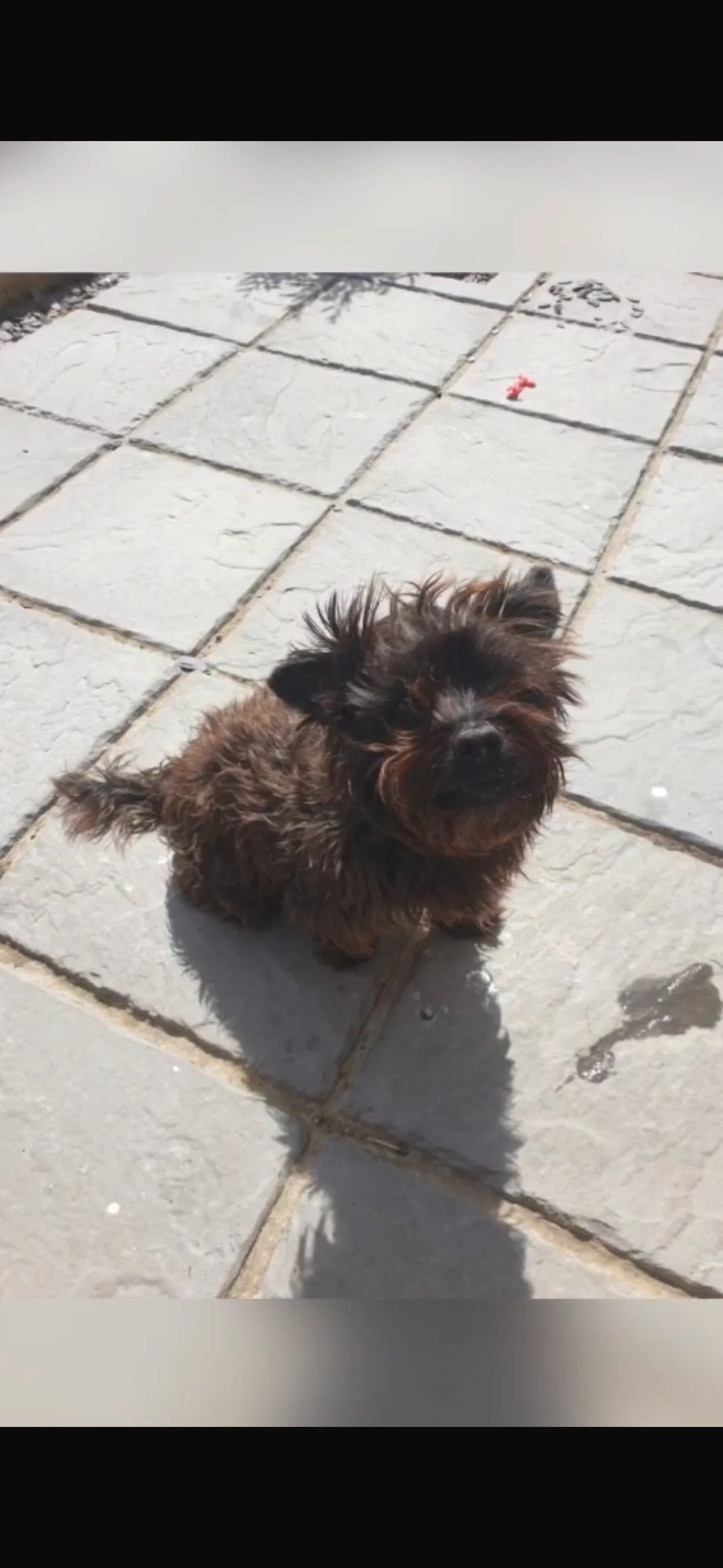 Muttley, photo 3