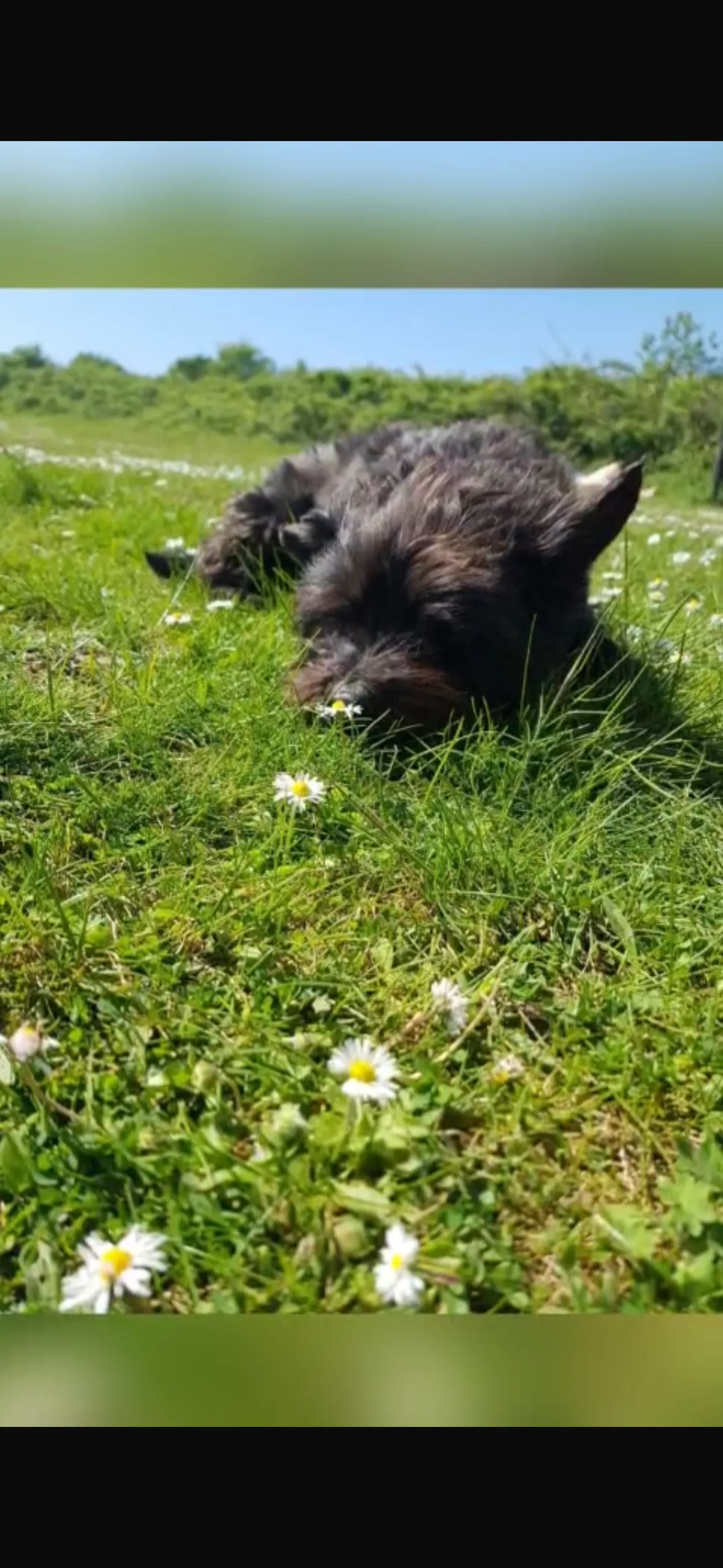 Muttley, photo 4