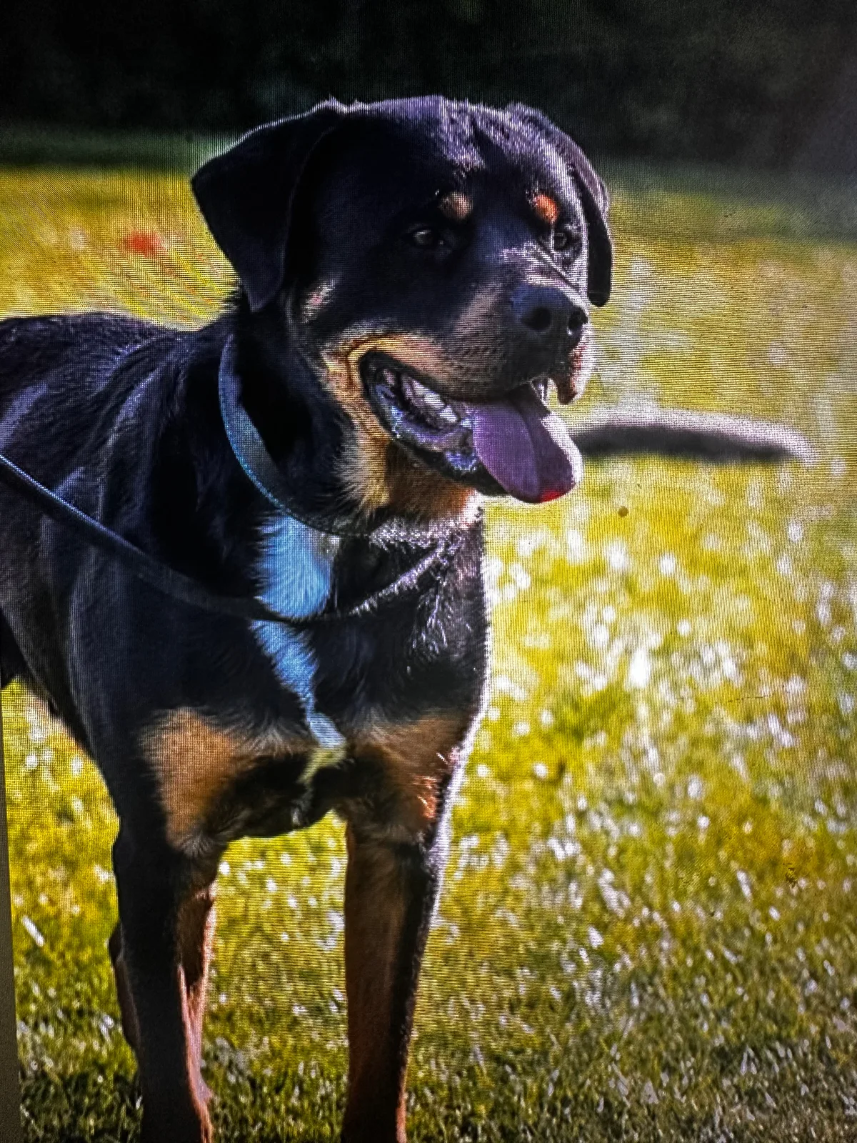 Django, photo 2